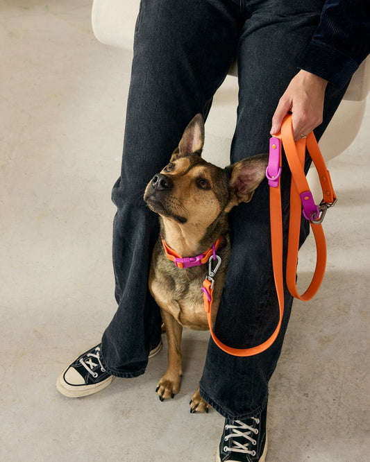 Person holding orange and pink dog leashes with a dog sitting on the floor.