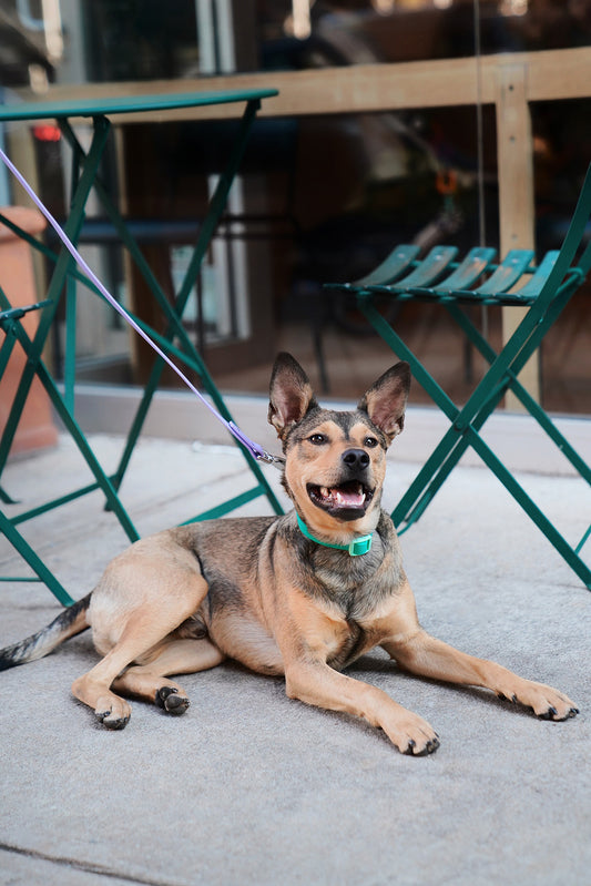 The Fritz Collar - Liberty Green