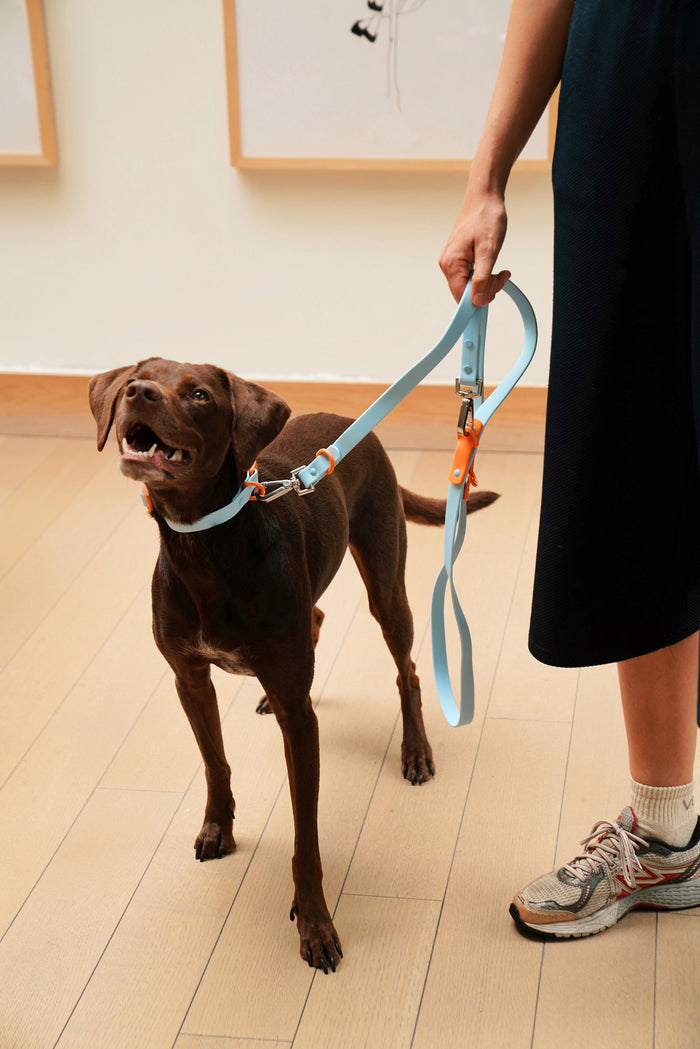 The Fritz Leash - Baby Blue Orange