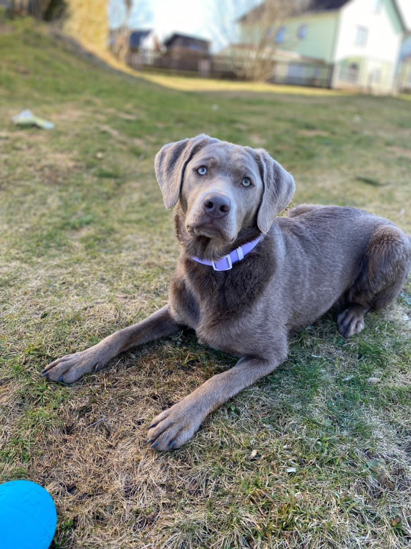 Most popular dog names