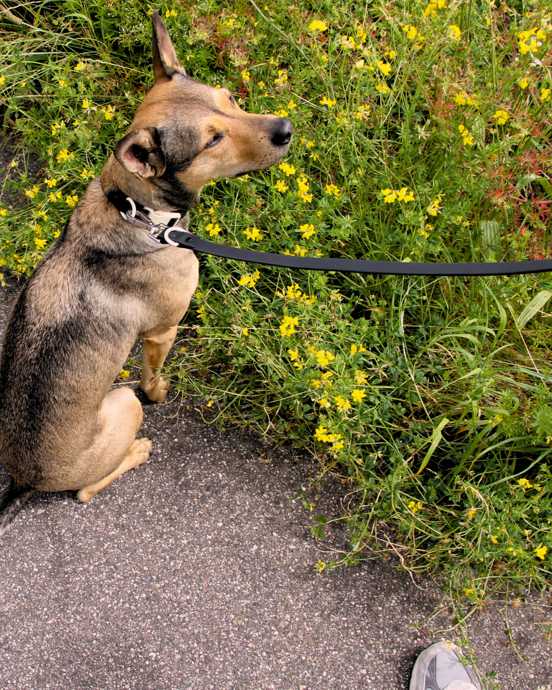The Best Dog Trackers in the USA and EU, and How to Attach Them to the Fritz Collar