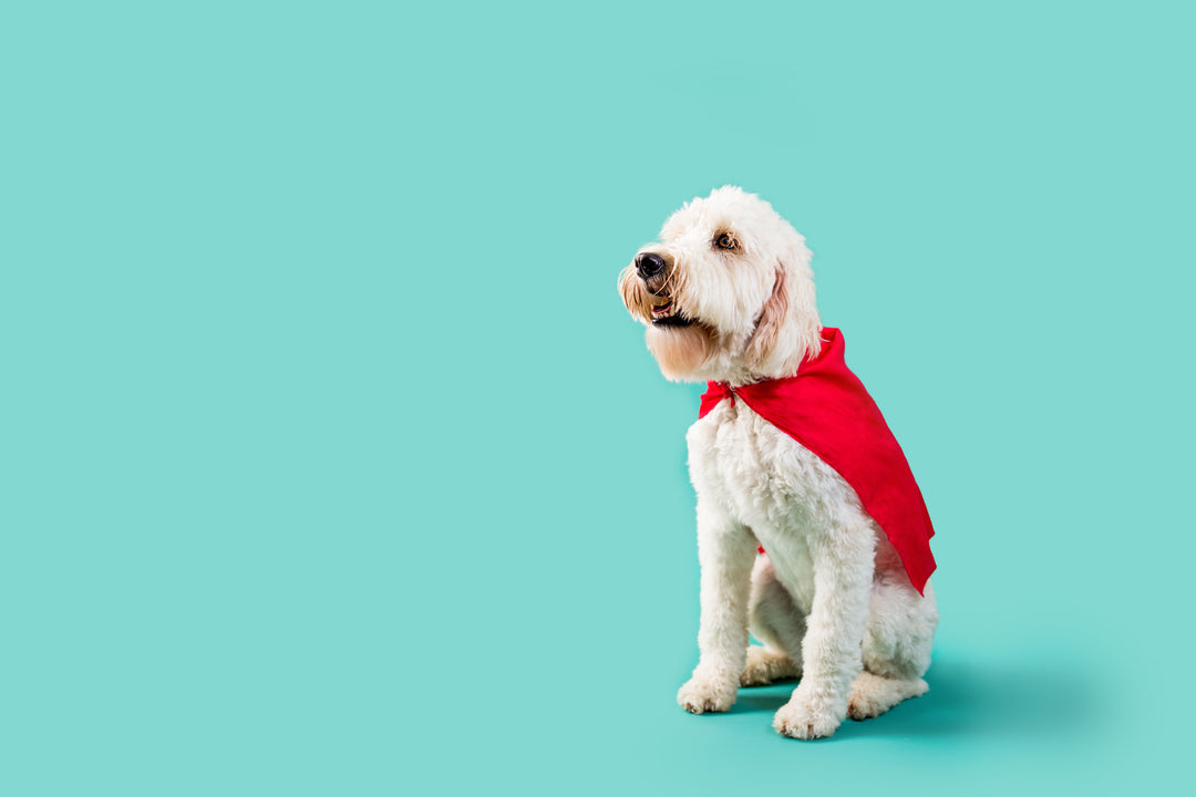 Where + How to join Halloween Dog Costumes in NYC