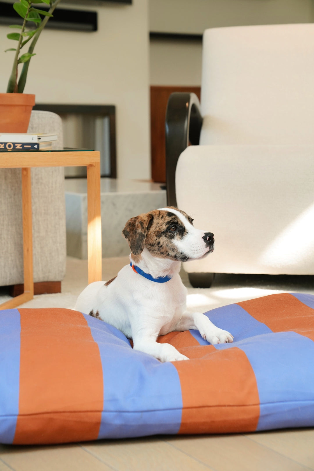 Why dogs need more beds.