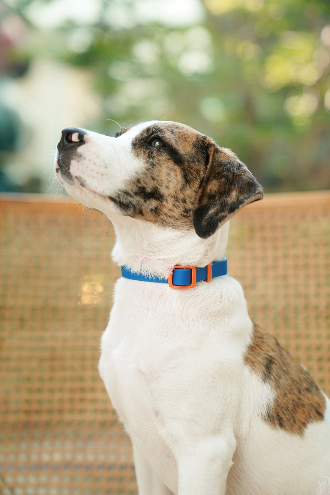 How to Choose the Best Collar for Your Dog