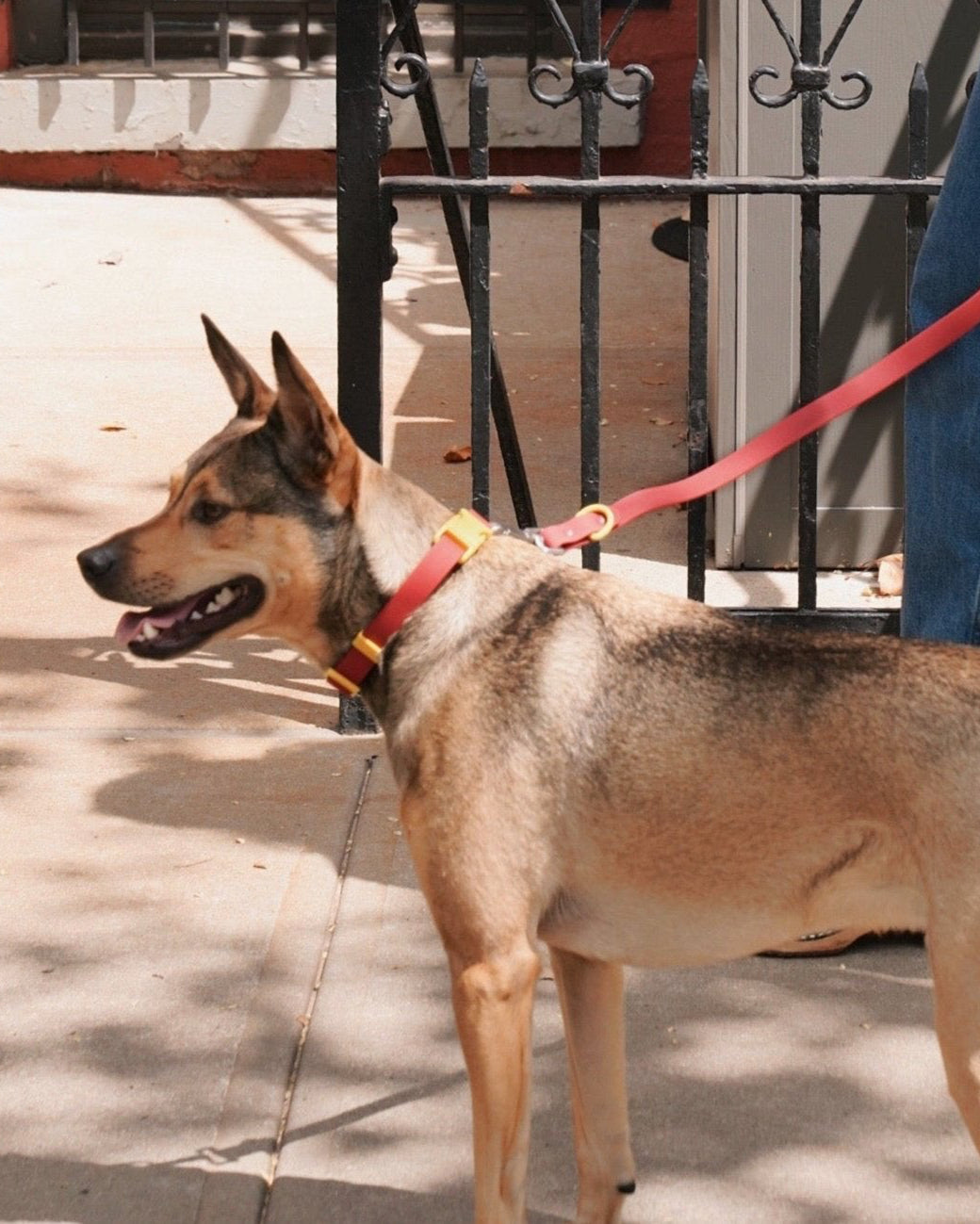 Why a Waterproof Dog Collar Is a Must for Spring and Summer