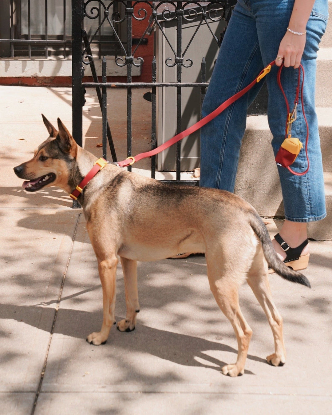 Dog Allergies in Spring: Natural Ways to Help Your Dog Feel Better