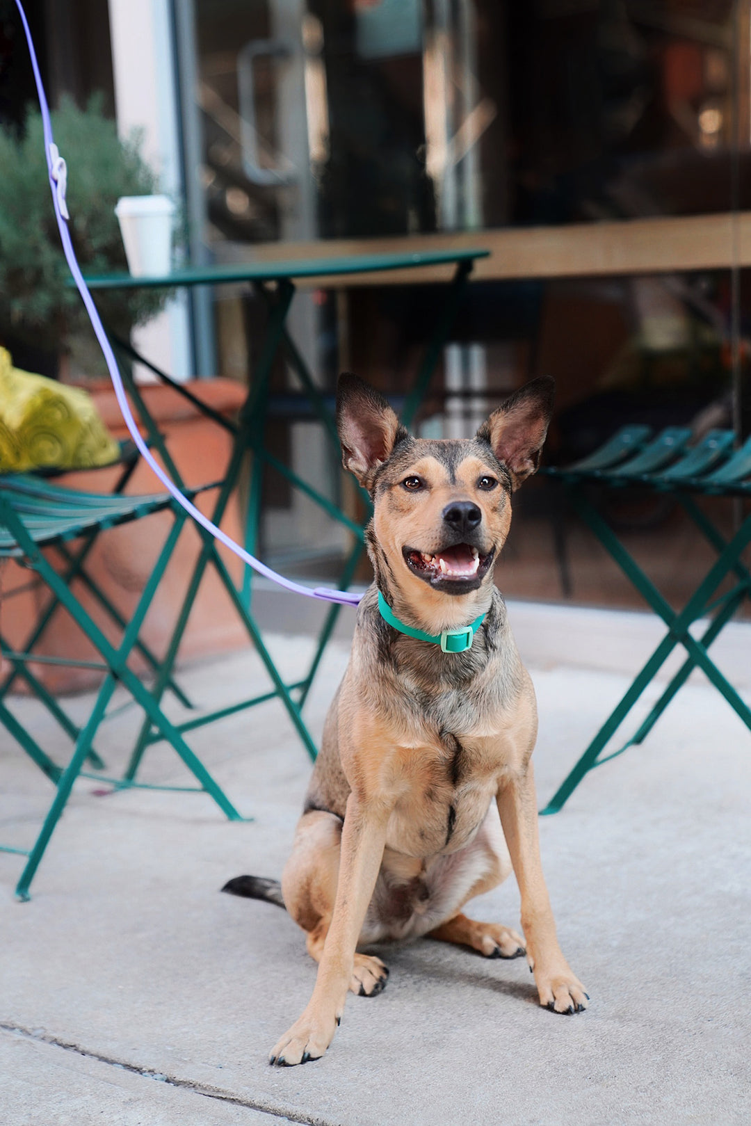 Let's Talk About Hot Summer Dogs