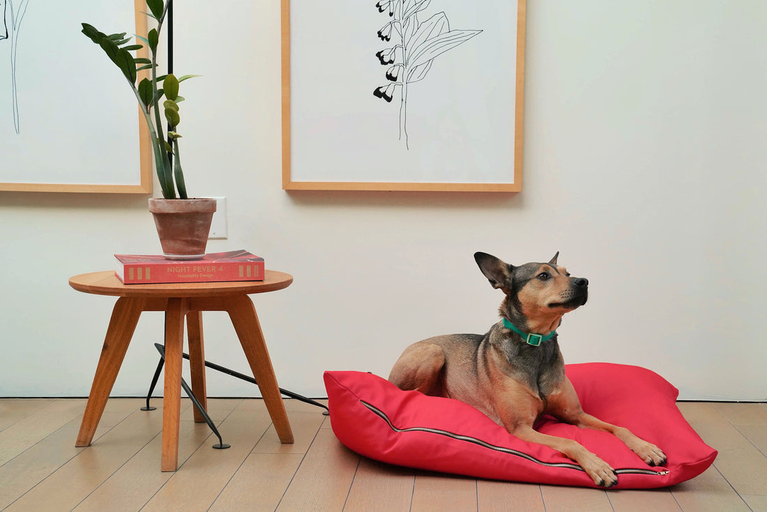 5 Reasons to Love the Fritz Bed: A Dog Bed Designed for Modern Living