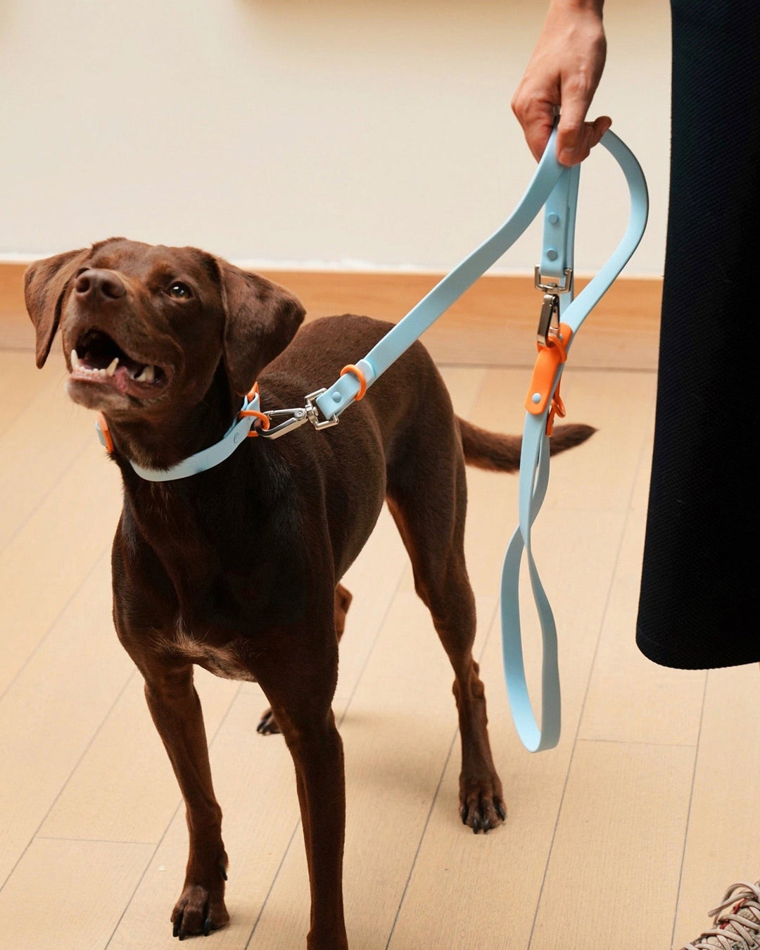 How to Choose the Right Leash for Your Dog