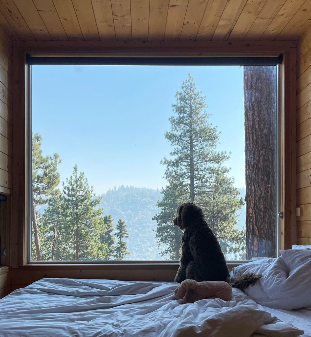 5 Dog Friendly Winter Getaways Upstate NY You Should Book Right Now