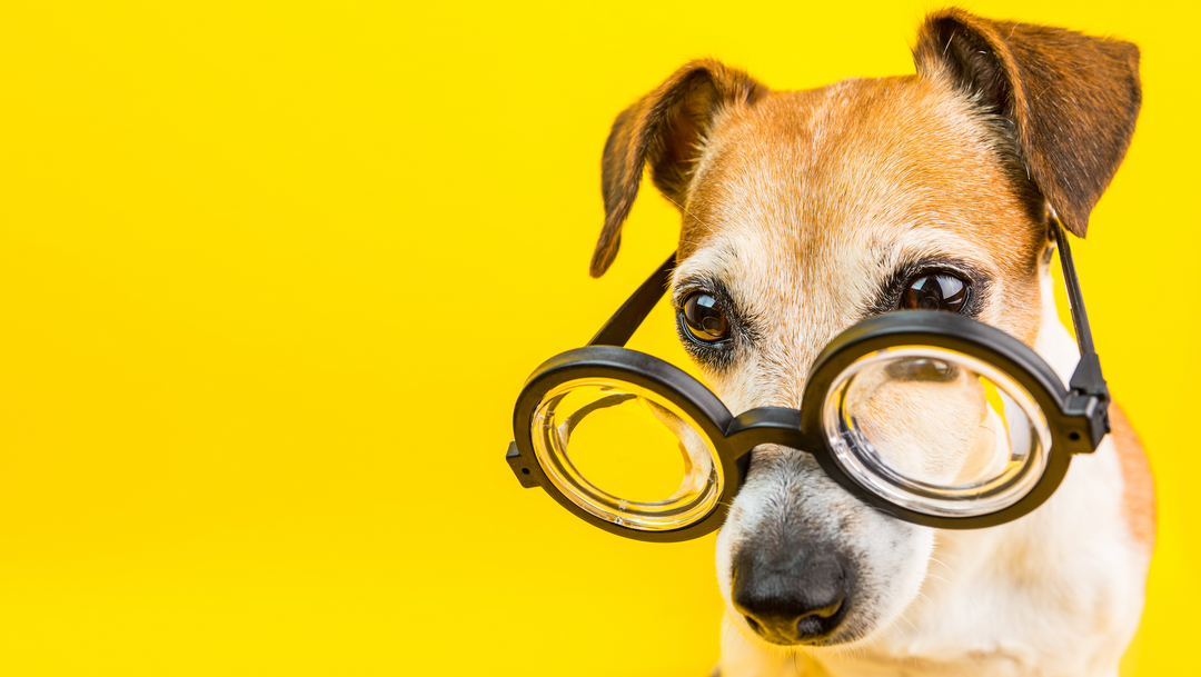4 Dog Books You Should Read and Your Dog Will Be Happier After You Did