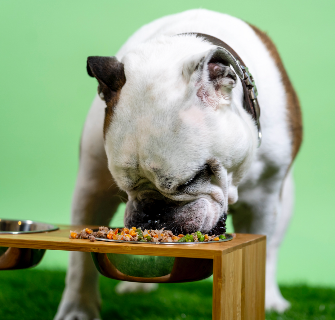 New Years Resolutions Your Dog Will Probably Approve