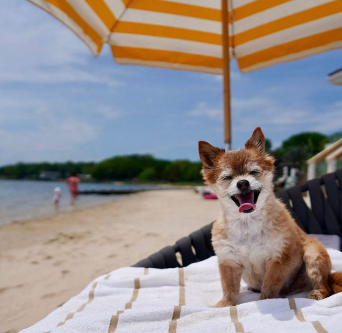 Long Island Dog Friendly Getaways You Want To Book Now Before It's too Late