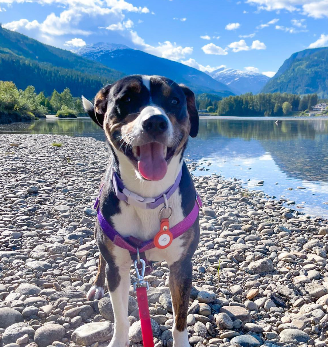 Poppy's & Jessica's Favorite Dog-Friendly Spots