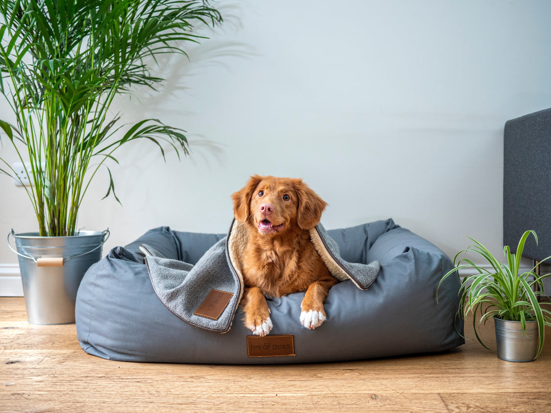 Plants You'll Love, Need Low Maintenance & Are Dog Friendly