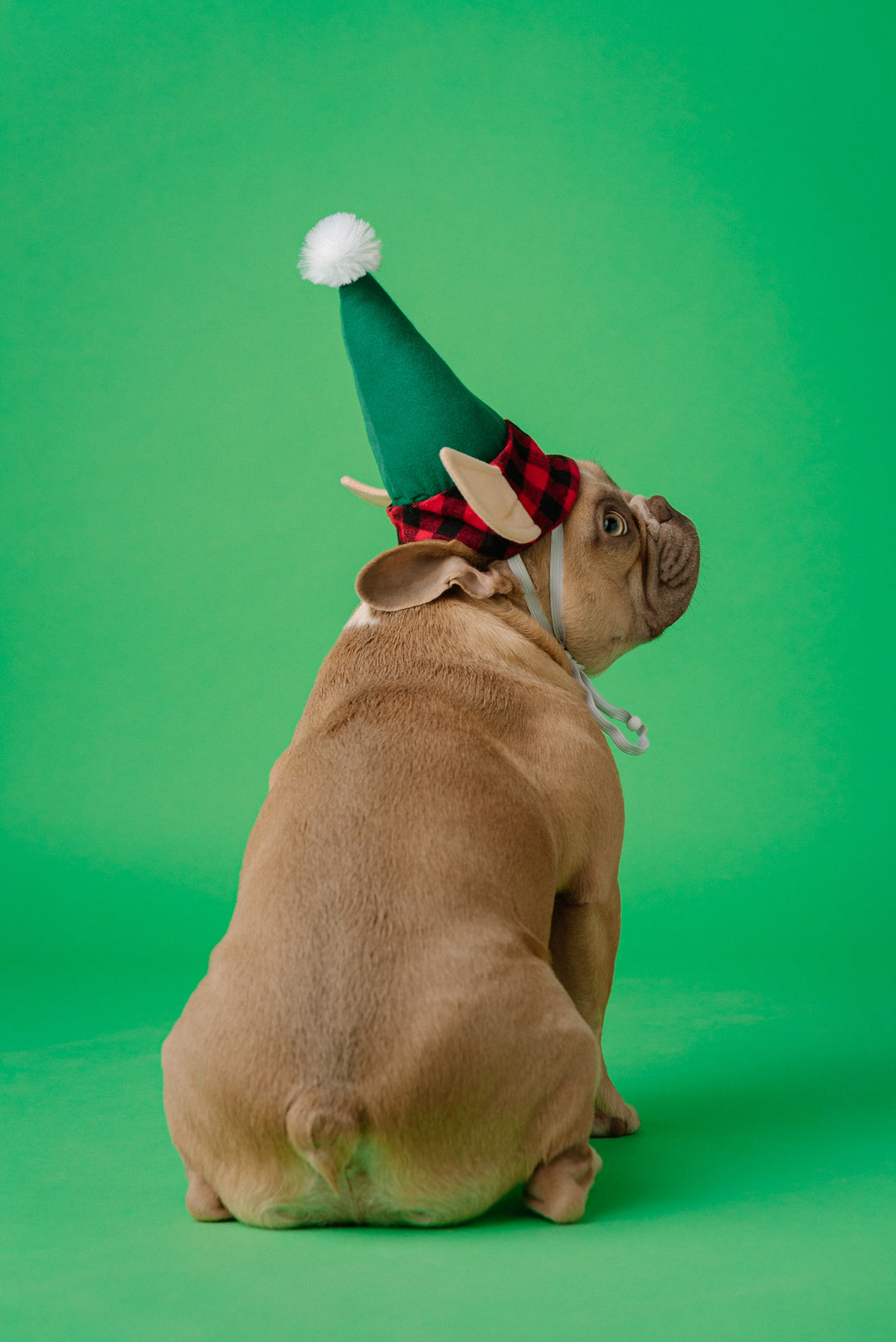 Reasons Why Dogs Are Not Christmas Gifts