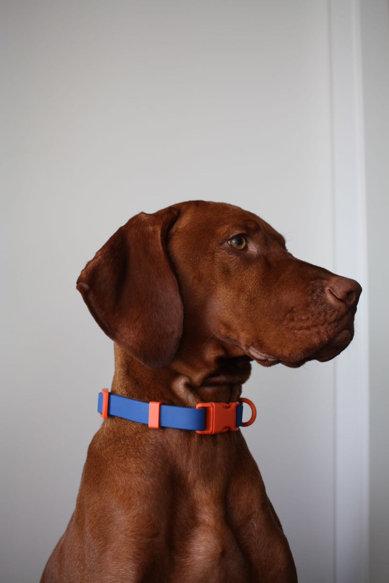 The Fritz Collar in Blue Orange, waterproof dog collar