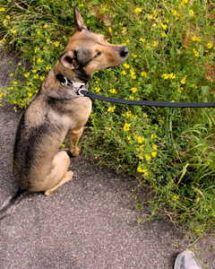 The Fritz Leash
