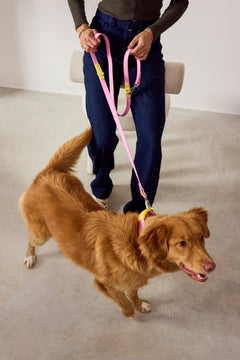 Fritz Collar + Leash Walk Set