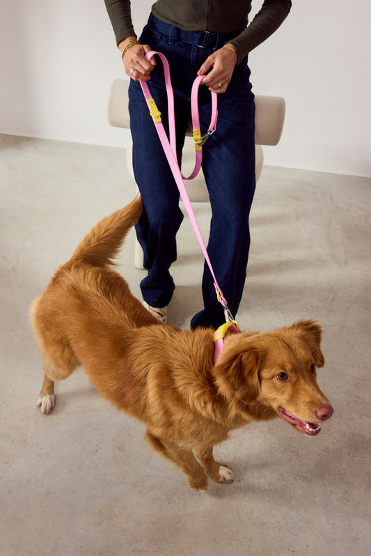 Fritz Walk Set – Waterproof, Adjustable Dog Leash &  Collar
