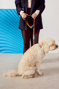 Fritz Collar + Leash Walk Set