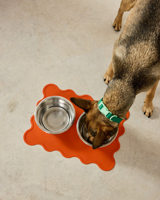 Dog drinking from a silicone bowl on an orange mat