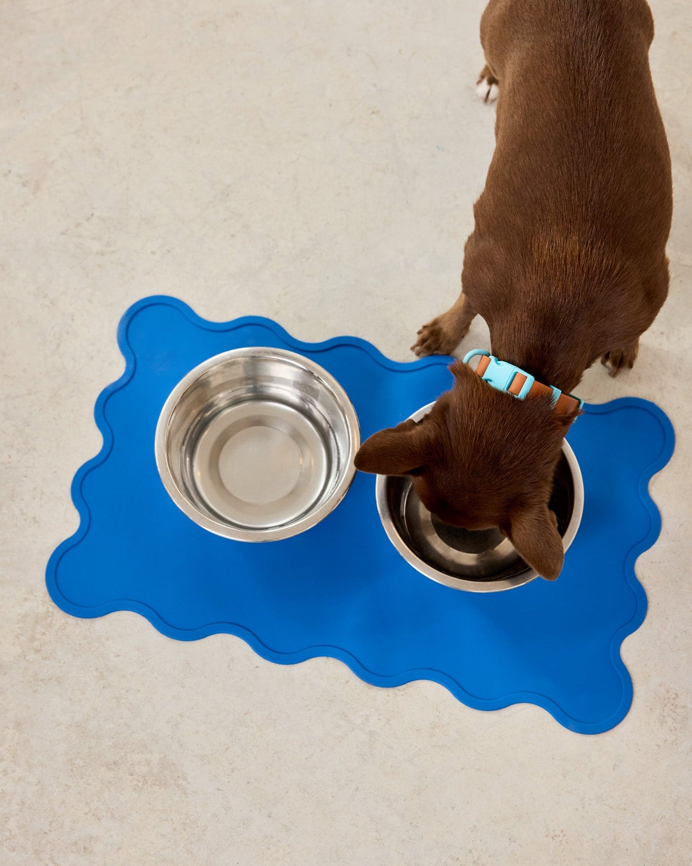 Dog drinking from a metal bowl on a blue mat