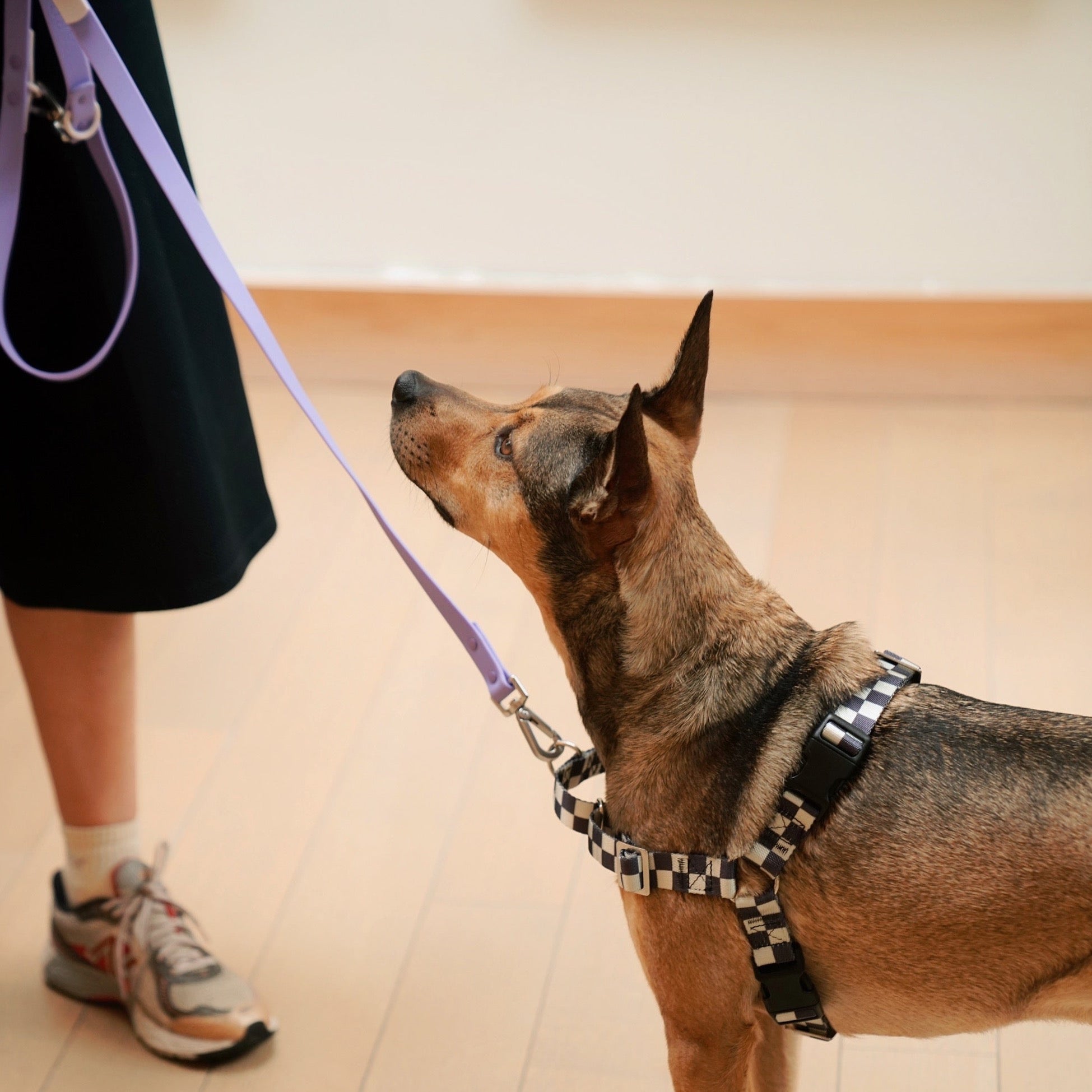 Dog collar 2024 for pulling