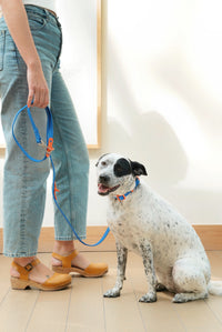 The Fritz Collar - Blue Orange
