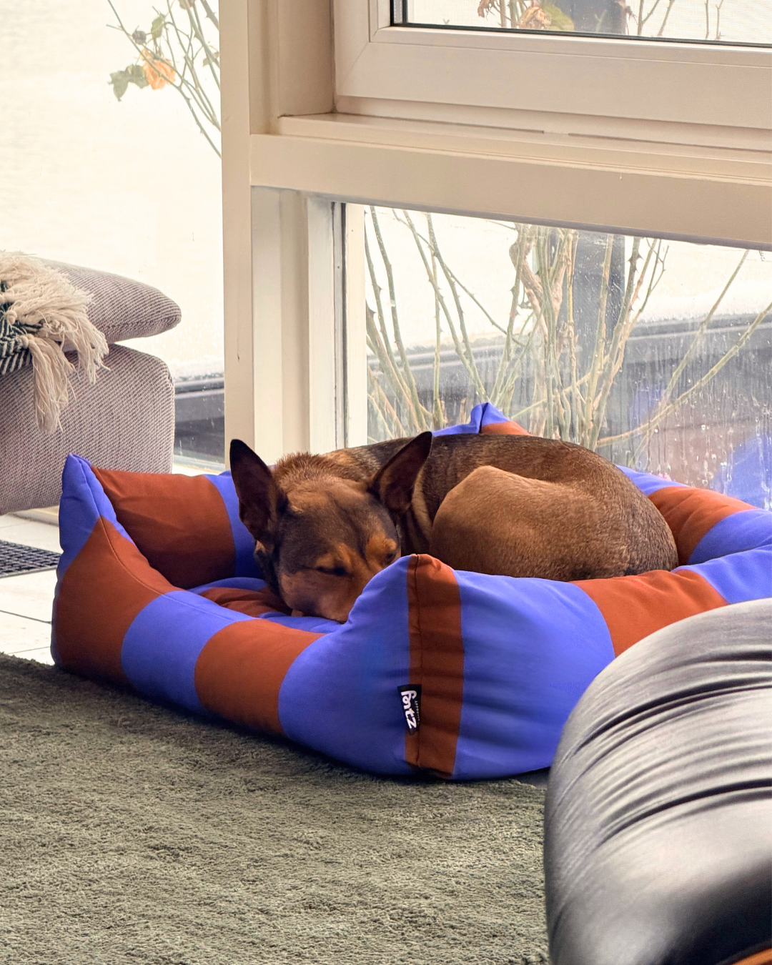 A dog curled up asleep in the Striped Fritz Nest Bed