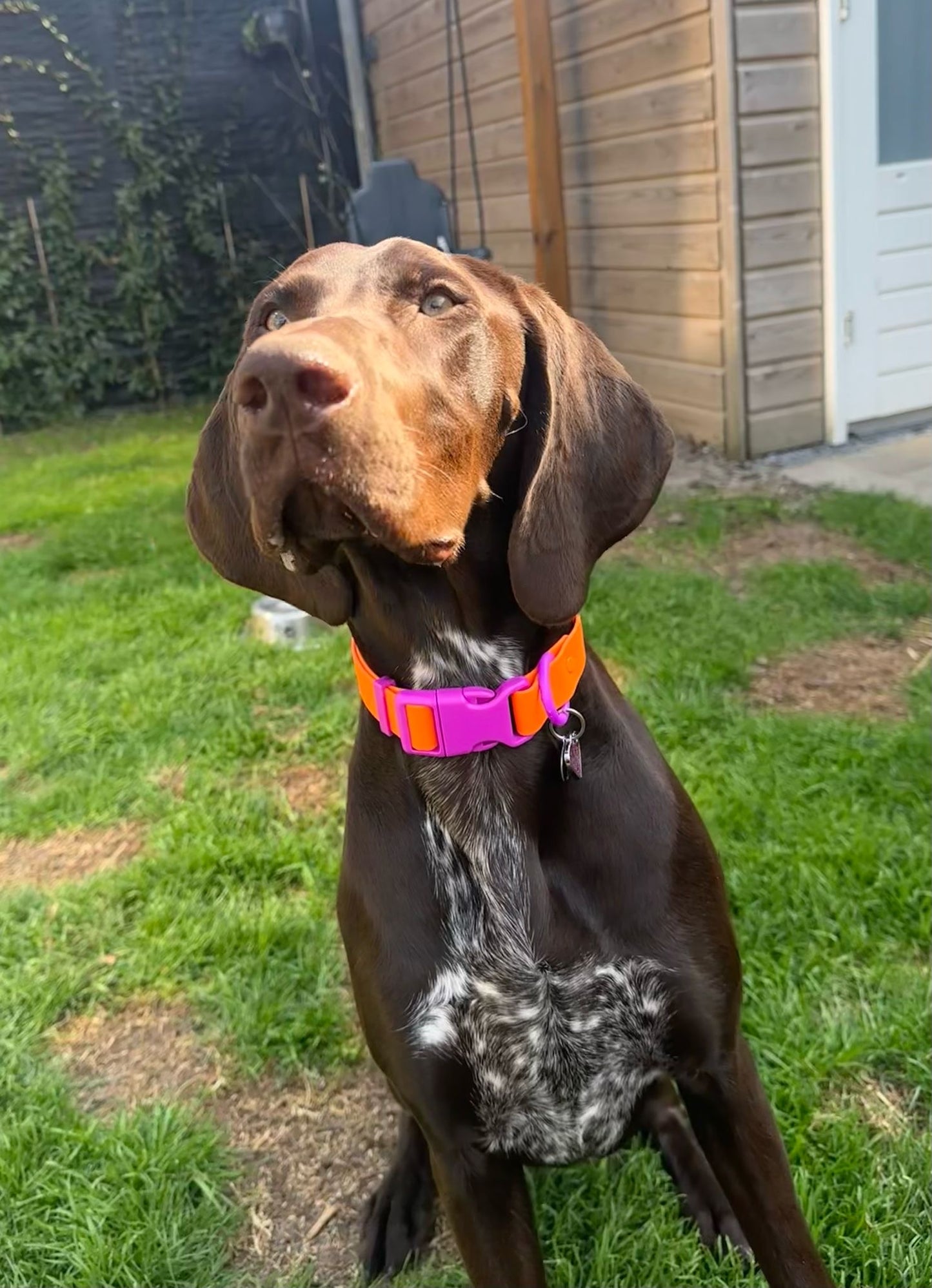 The Fritz Collar - Sunset Violet