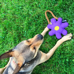 Dog playing with the Daisy Dog Toy on the grass