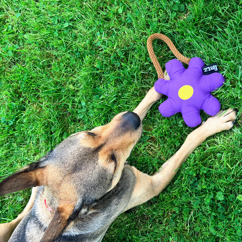 Dog playing with the Daisy Dog Toy on the grass