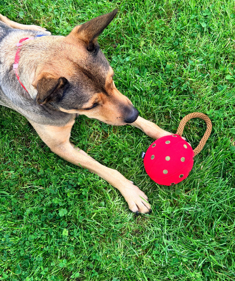 Dog with the Holiday Ornament toy outdoors