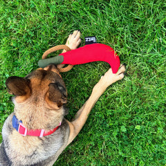 Dog playing with the Pepper Dog Toy on the grass