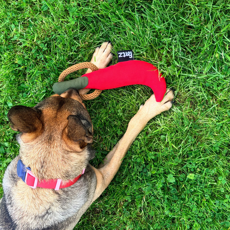 Dog playing with the Pepper Dog Toy on the grass