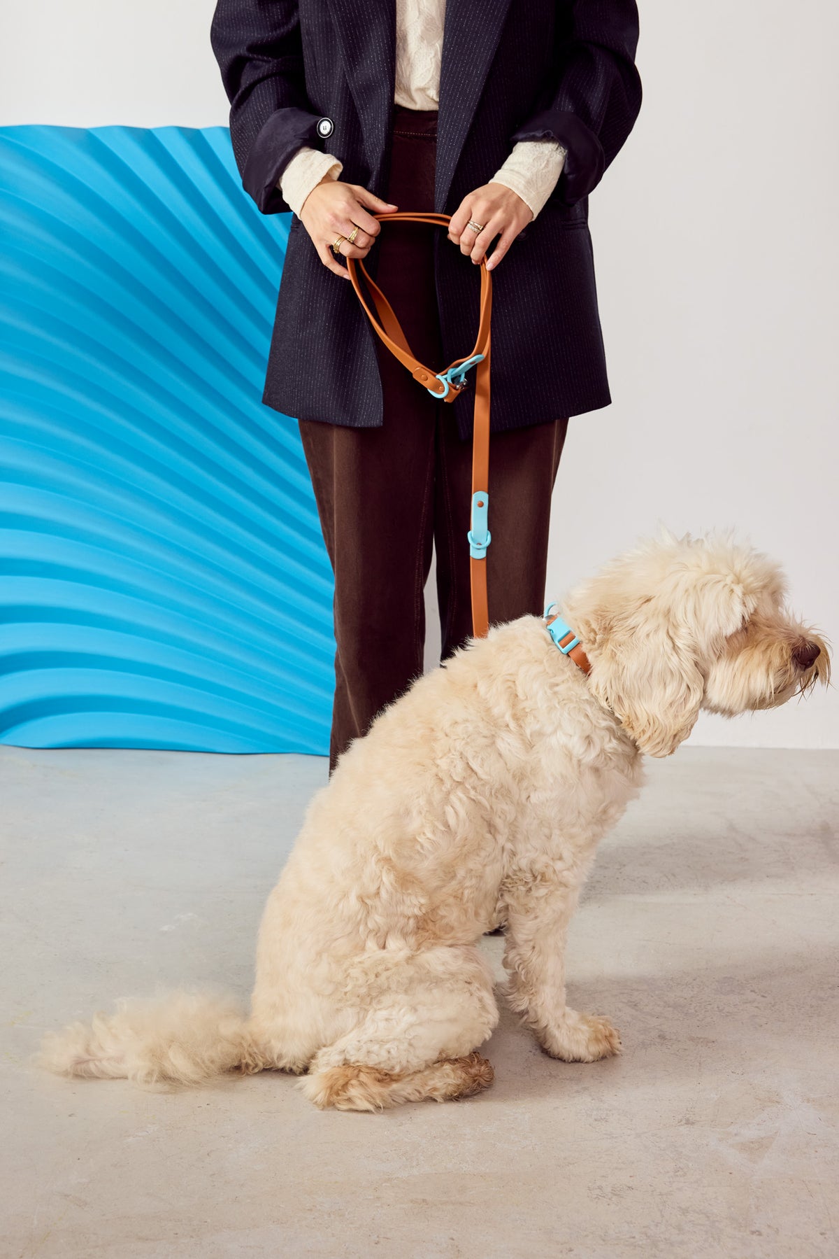 Dog wearing a Choco Blue collar with matching leash