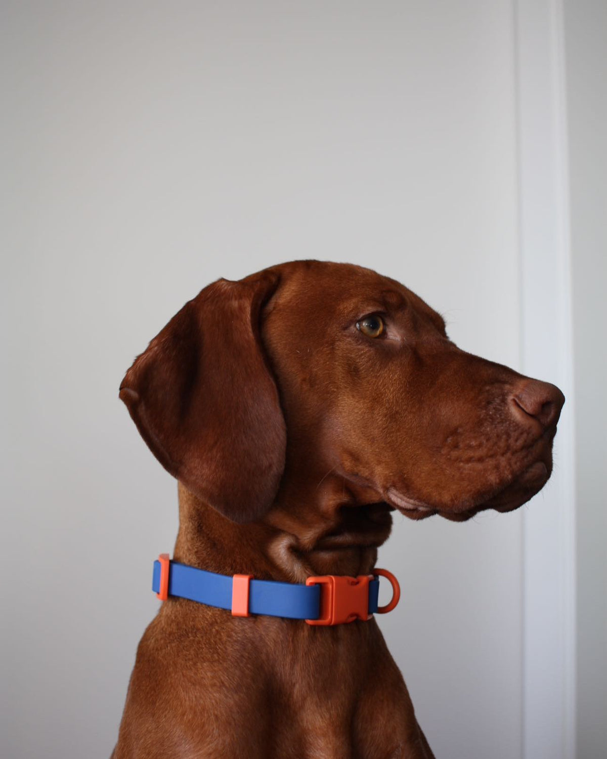 Vizsla wearing the Blue Orange Fritz Collar, in profile against a plain wall