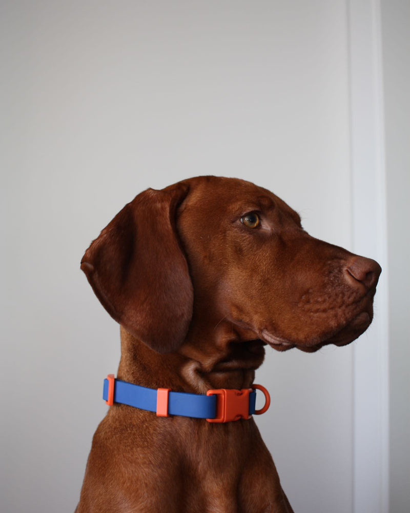 Vizsla wearing the Blue Orange Fritz Collar, in profile against a plain wall