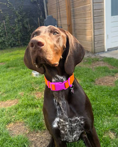 German shorthaired pointer wearing the Sunset Violet Fritz Collar in a garden