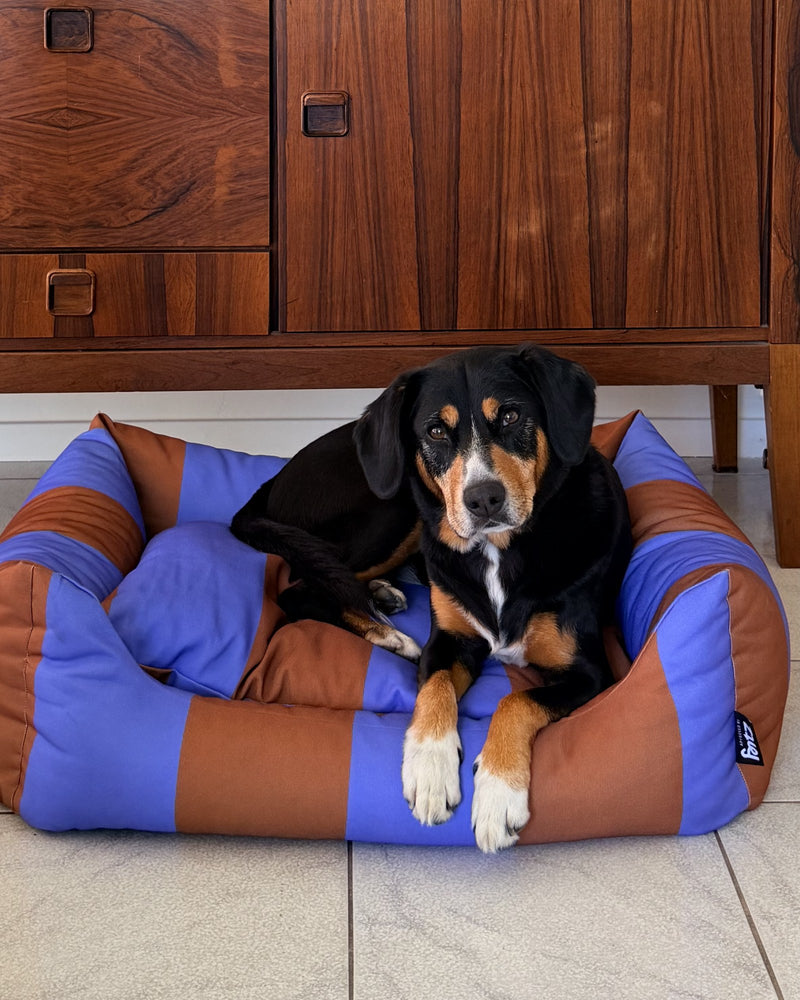 A dog lying in the Striped Fritz Nest Bed, looking at the camera