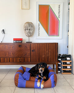 A dog sitting up in the Striped Fritz Nest Bed in a living room
