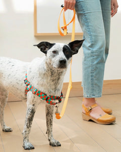 The Fritz Harness