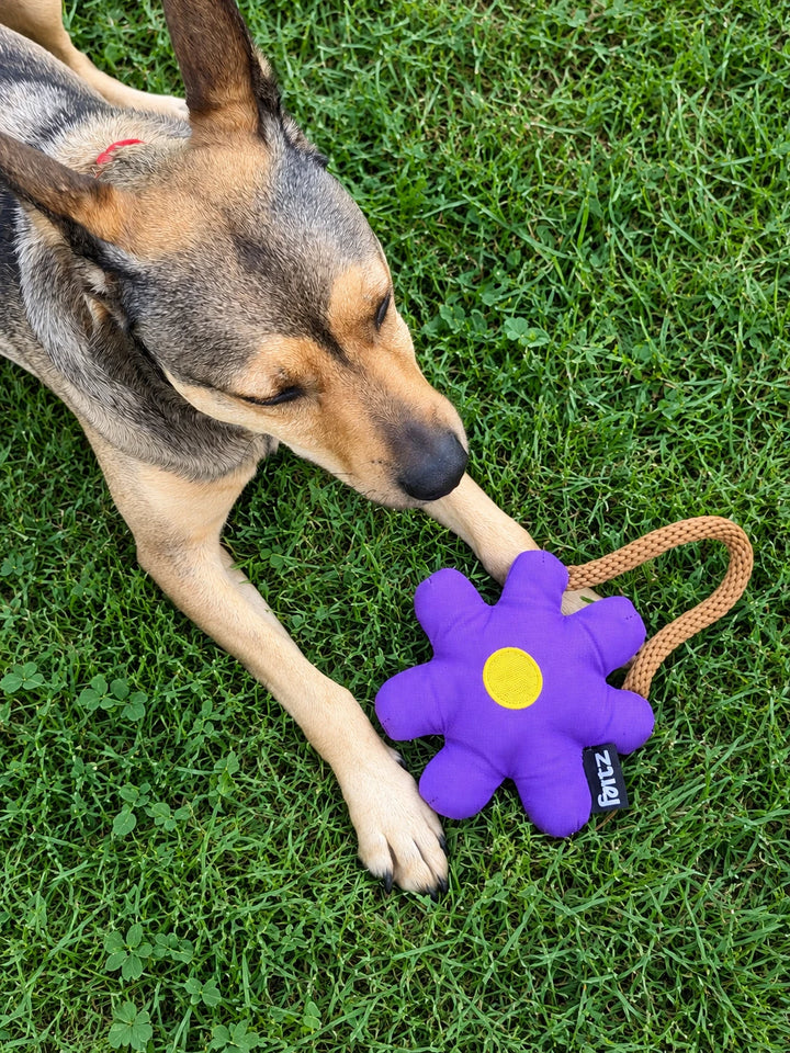 Fritz playing with Daisy